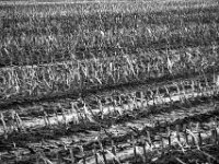 Abgeerntet  PENTAX K-3 Mark III Monochrome, smc PENTAX-FA F1.8/77 Limited   - 07.10.2025 -