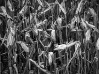 Mais  PENTAX K-3 Mark III Monochrome, smc PENTAX-FA F1.8/77 Limited   - 07.10.2025 -