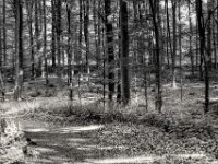 Waldweg  PENTAX K-3 Mark III Monochrome, SMC PENTAX-FA 1.9/43 Limited  - 09-05-2025 -