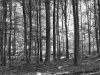 Morgenlicht  PENTAX K-3 Mark III Monochrome, SMC PENTAX-FA 1.9/43 Limited  - 09-05-2025 -