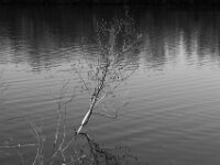 Im Wasser  PENTAX K-3 Mark III Monochrome, SMC PENTAX-FA 1.9/43 Limited  - 09-05-2025 -