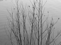 Am Ufer der Xantener Nordsee  PENTAX K-3 Mark III Monochrome, SMC PENTAX-FA 1.9/43 Limited  - 09-05-2025 -