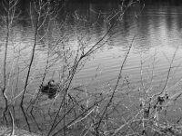 Blesshühnchen  PENTAX K-3 Mark III Monochrome, SMC PENTAX-FA 1.9/43 Limited  - 09-05-2025 -