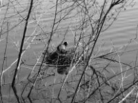 Schwimmnest  PENTAX K-3 Mark III Monochrome, SMC PENTAX-FA 1.9/43 Limited  - 09-05-2025 -