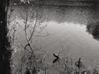 Ufer  PENTAX K-3 Mark III Monochrome, SMC PENTAX-FA 1.9/43 Limited  - 09-05-2025 -