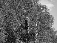 Brütender Storch  PENTAX K-3 Mark III Monochrome, SMC PENTAX-FA 1.9/43 Limited  - 09-05-2025 -