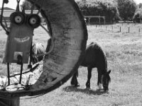 Wächter  PENTAX K-3 Mark III Monochrome, SMC PENTAX-FA 1.9/43 Limited  - 09-05-2025 -