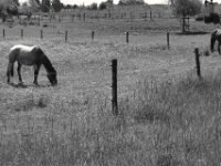 Entspannt grasen  PENTAX K-3 Mark III Monochrome, SMC PENTAX-FA 1.9/43 Limited  - 09-05-2025 -