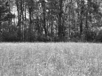 Wiese  PENTAX K-3 Mark III Monochrome, SMC PENTAX-FA 1.9/43 Limited  - 09-05-2025 -