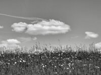 Wiesenblumen und Wolken  PENTAX K-3 Mark III Monochrome, SMC PENTAX-FA 1.9/43 Limited  - 09-05-2025 -