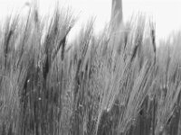 Gerste  PENTAX K-3 Mark III Monochrome, SMC PENTAX-FA 1.9/43 Limited  - 09-05-2025 -