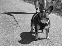 Begegnung mit Melli  PENTAX K-3 Mark III Monochrome, SMC PENTAX-FA 1.9/43 Limited  - 09-05-2025 -