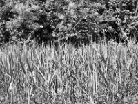 Schilfspitzen  PENTAX K-3 Mark III Monochrome, SMC PENTAX-FA 1.9/43 Limited  - 09-05-2025 -