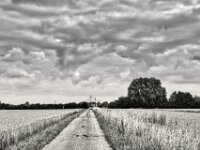 Zurück in den Feldern  PENTAX K-3 Mark III Monochrome, HD PENTAX - DA* 2.8/16-50 ED PLM AW  - 09.07.2025 -
