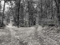 Weggabelung I  PENTAX K-3 Mark III Monochrome, HD PENTAX - DA* 2.8/16-50 ED PLM AW  - 09.07.2025 -