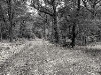 Weggabelung II  PENTAX K-3 Mark III Monochrome, HD PENTAX - DA* 2.8/16-50 ED PLM AW  - 09.07.2025 -