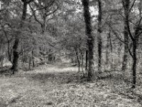 Weiter auf dem Waldweg  PENTAX K-3 Mark III Monochrome, HD PENTAX - DA* 2.8/16-50 ED PLM AW  - 09.07.2025 -