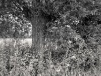 Freundliche Infos  PENTAX K-3 Mark III Monochrome, HD PENTAX - DA* 2.8/16-50 ED PLM AW  - 09.07.2025 -