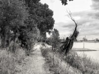 Weiter am Rhein entlang  PENTAX K-3 Mark III Monochrome, HD PENTAX - DA* 2.8/16-50 ED PLM AW  - 09.07.2025 -