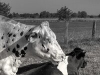Fliegen und Nasenring  PENTAX K-3 Mark III Monochrome, SMC PENTAX-FA 1.8/31 Limited  - 10.08.2025 -