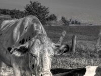 So ein Nasenring schmerzt  PENTAX K-3 Mark III Monochrome, SMC PENTAX-FA 1.8/31 Limited  - 10.08.2025 -