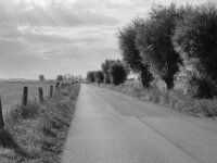 Straße und Kopfweiden  PENTAX K-3 Mark III Monochrome, SMC PENTAX-FA 1.8/31 Limited  - 10.08.2025 -