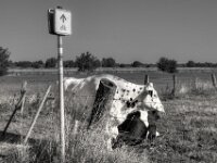 Bislicher Insel Bewohner  PENTAX K-3 Mark III Monochrome, SMC PENTAX-FA 1.8/31 Limited  - 10.08.2025 -