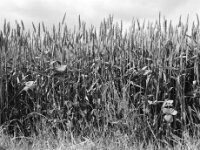 Mohn im Getreidefeld  ASAHI Pentax 6x7, Super-Multi-Coated TAKUMAR/6x7  4.5/75, ADOX CHS 100 II  -11.06.2025 -
