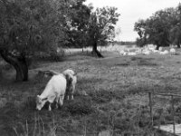 Zweisamkeit  Yashica FR I, Contax Carl Zeiss Planar 1.4/50, ADOX CHS 100II  - 12.07.2025 -