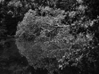 Gestürzter Baum im Waldteich  Yashica FR I, Contax Carl Zeiss Planar 1.4/50, ADOX CHS 100II  - 12.07.2025 -