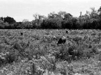 Heckrinder I  Yashica FR I, Contax Carl Zeiss Planar 1.4/50, ADOX CHS 100II  - 12.07.2025 -