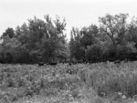 Weide am Auewald  Yashica FR I, Contax Carl Zeiss Planar 1.4/50, ADOX CHS 100II  - 12.07.2025 -