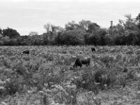 Heckrinder  II  Yashica FR I, Contax Carl Zeiss Planar 1.4/50, ADOX CHS 100II  - 12.07.2025 -