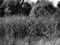 Schilf  Yashica FR I, Contax Carl Zeiss Planar 1.4/50, ADOX CHS 100II  - 12.07.2025 -