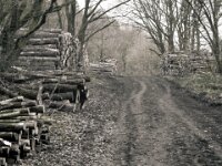 Testerberge - Es wird geholzt  iPhone 17 pro  - 14.12.2025 -