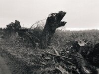 Mehr Abholzung statt Pflege  Pentax 645N, SMC PENTAX-FA 645  2.8/45, KODAK TX 400@800  - 12.12.2025 -