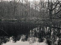 Gestürzter Baum und Enten  Pentax 645N, SMC PENTAX-FA 645  2.8/45, KODAK TX 400@800  - 12.12.2025 -