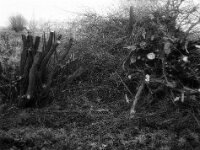 Weidenäste am Boden  FUJI GS 645S prof.WIDE 60, KODAK TX 400  - 14.12.2025 -