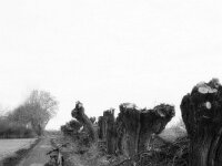 Kopfweiden beschnitten  FUJI GS 645S prof.WIDE 60, KODAK TX 400  - 14.12.2025 -