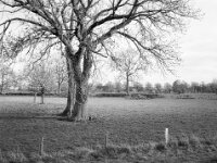 Weideland  FUJI GS 645S prof.WIDE 60, KODAK TX 400  - 14.12.2025 -