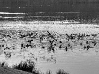 Wildgänse #1  PENTAX K-3 Mark III Monochrome, HD PENTAX - D FA* 2.8/70-200 ED DC AW  - 12.02.2025 -