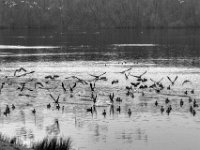 Wildgänse #2  PENTAX K-3 Mark III Monochrome, HD PENTAX - D FA* 2.8/70-200 ED DC AW  - 12.02.2025 -