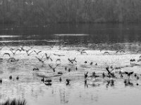 Wildgänse #3  PENTAX K-3 Mark III Monochrome, HD PENTAX - D FA* 2.8/70-200 ED DC AW  - 12.02.2025 -