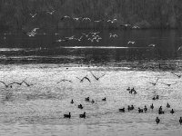 Wildgänse #4  PENTAX K-3 Mark III Monochrome, HD PENTAX - D FA* 2.8/70-200 ED DC AW  - 12.02.2025 -