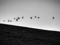 Flug  über den Deich  PENTAX K-3 Mark III Monochrome, HD PENTAX - D FA* 2.8/70-200 ED DC AW  - 12.02.2025 -