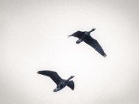 Paarflug  PENTAX K-3 Mark III Monochrome, HD PENTAX - D FA* 2.8/70-200 ED DC AW  - 12.02.2025 -