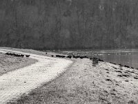 Blesshühner unterwegs zum kleinen See  PENTAX K-3 Mark III Monochrome, HD PENTAX - D FA* 2.8/70-200 ED DC AW  - 12.02.2025 -