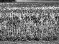 Feld  PENTAX K-3 Mark III Monochrome, HD PENTAX - D FA* 2.8/70-200 ED DC AW  - 12.02.2025 -