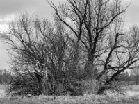 Am Rheinufer  PENTAX K-3 Mark III Monochrome, HD PENTAX - D FA* 2.8/70-200 ED DC AW  - 12.02.2025 -