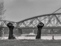 Kopfweiden  PENTAX K-3 Mark III Monochrome, HD PENTAX - D FA* 2.8/70-200 ED DC AW  - 12.02.2025 -